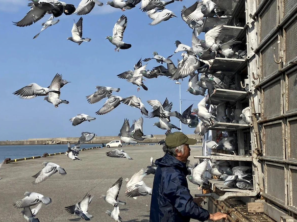 Why Do Racing Pigeons Always Come Home? Inside Their Incredible Homing Ability