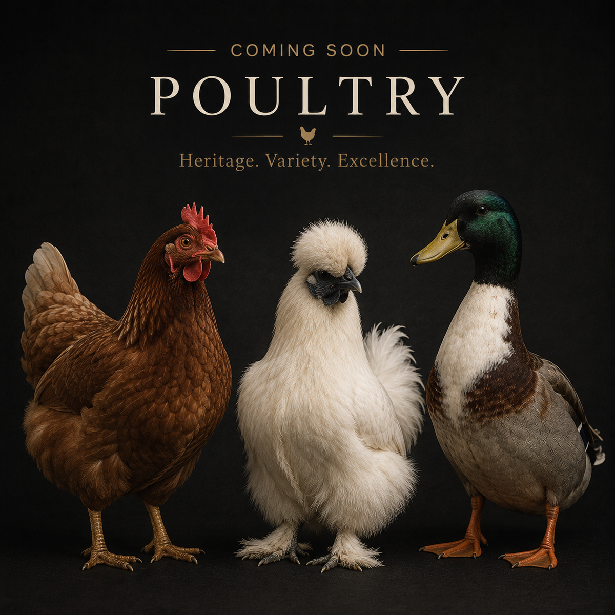 Poultry