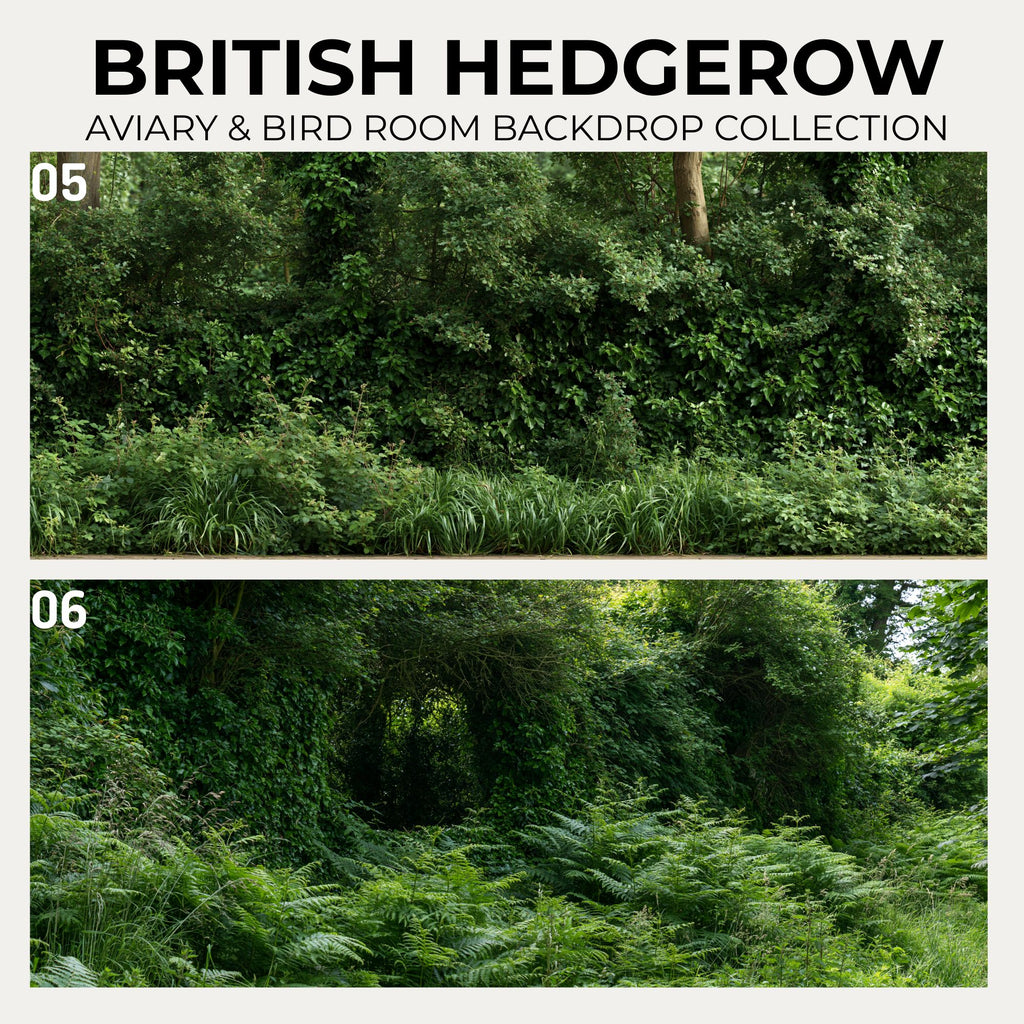British Hedgerow — Aviary & Bird Room Backdrop Collection
