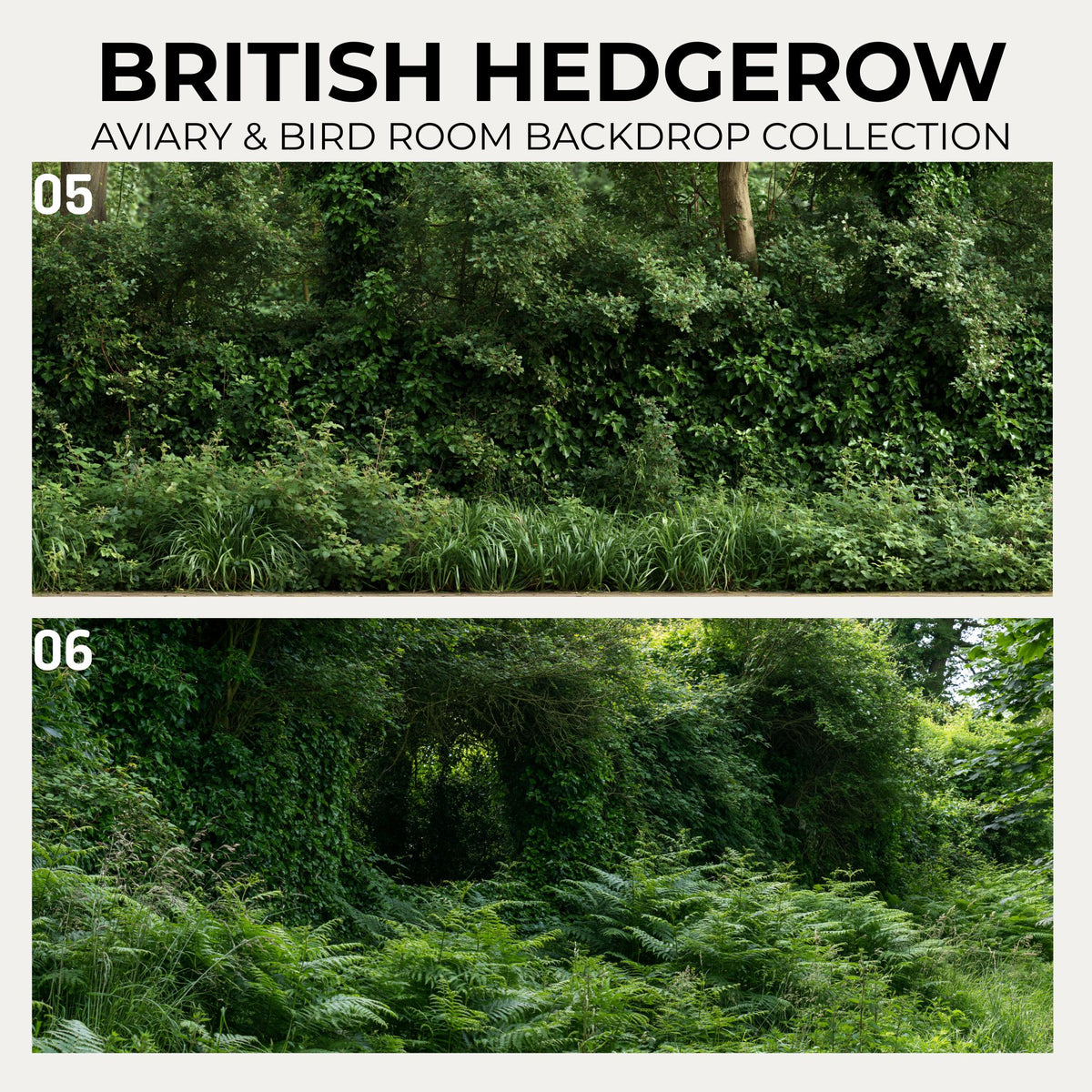 British Hedgerow — Aviary & Bird Room Backdrop Collection