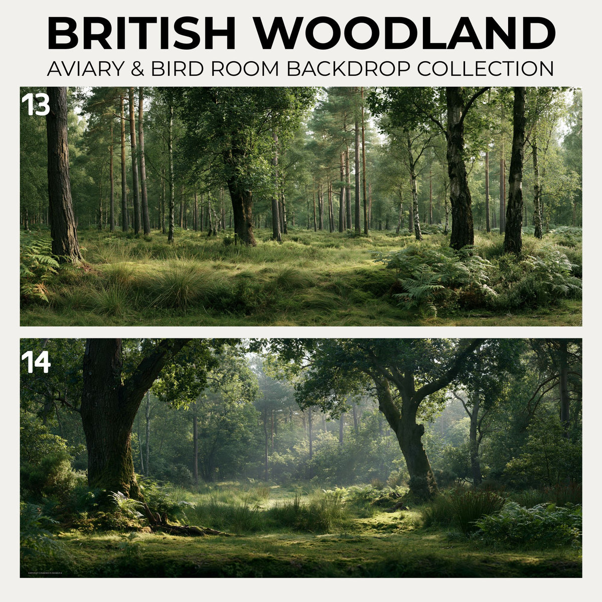 British Woodland — Aviary & Bird Room Backdrop Collection
