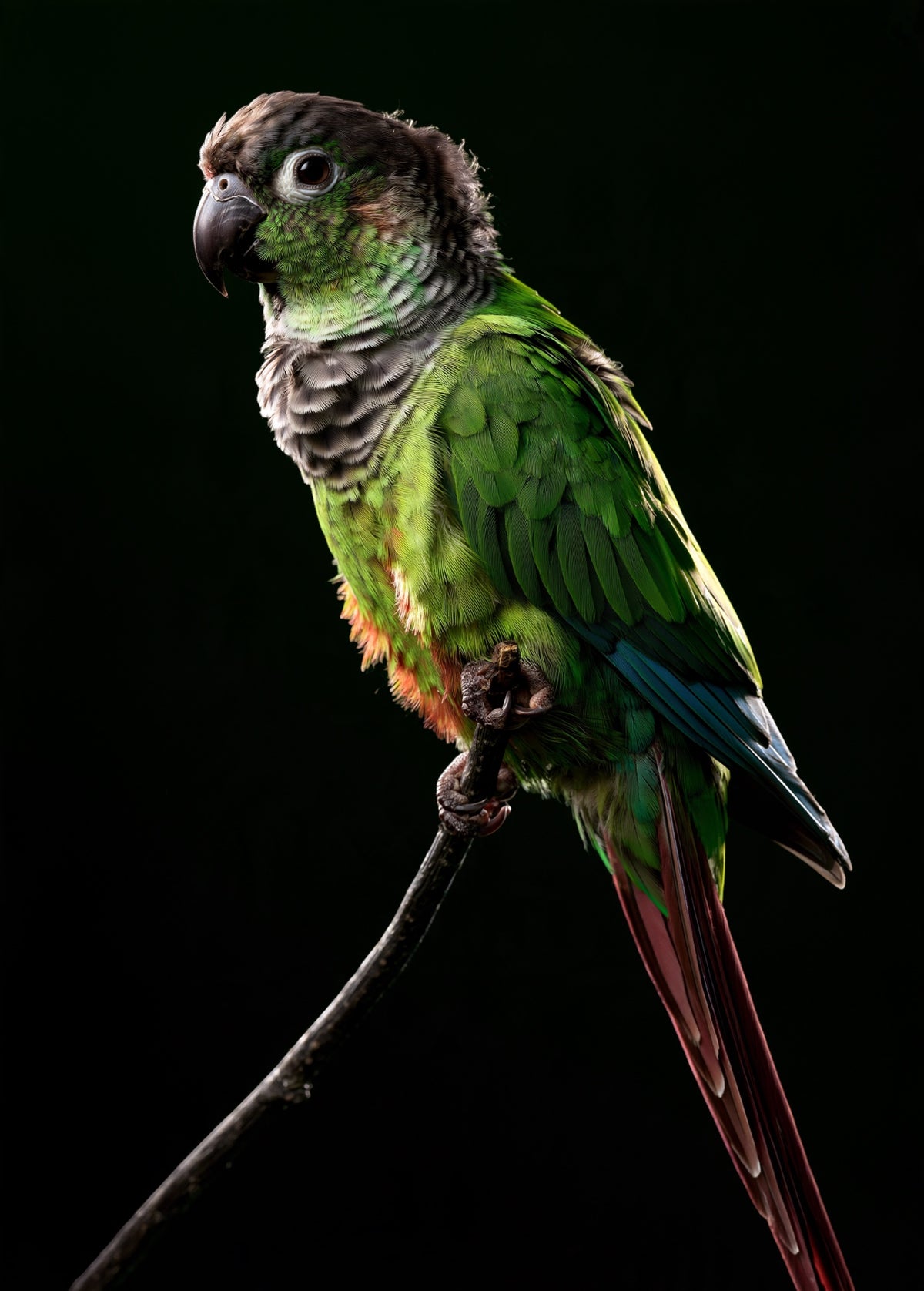 Green-cheeked Conure — high-gloss aluminium bird art print by Bird Folk — product image 5