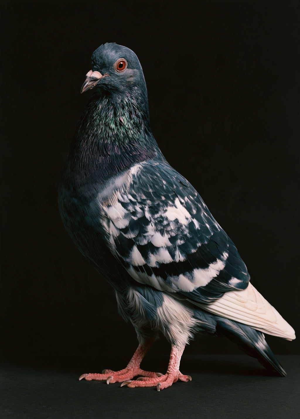 Pied Racing Pigeon — high-gloss aluminium bird art print by Bird Folk — product image 5