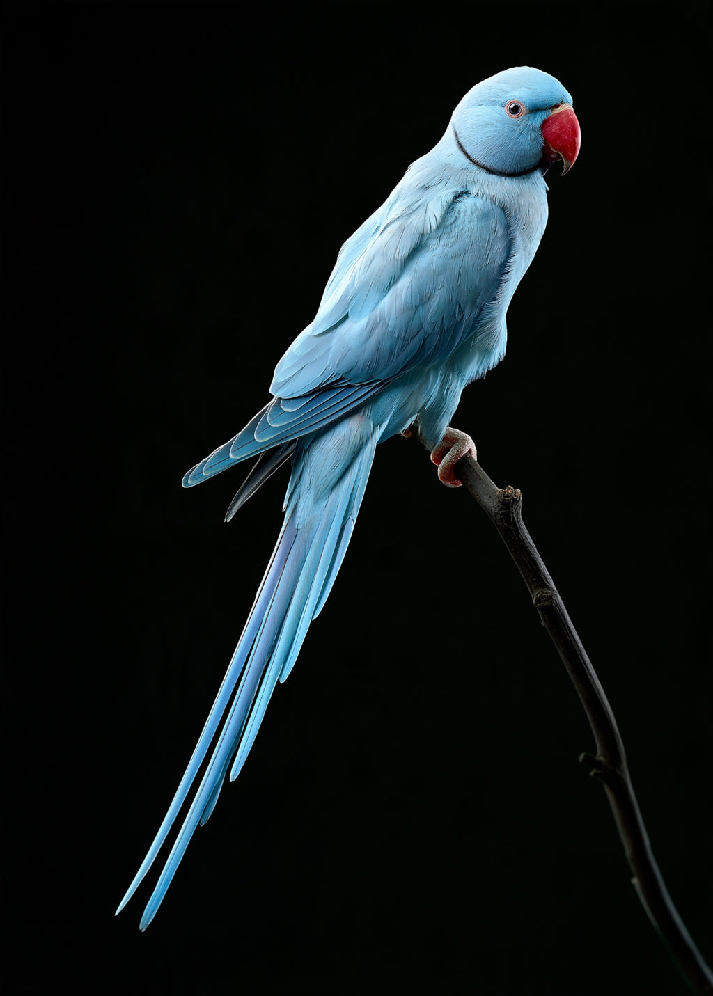 Blue Indian Ringneck — high-gloss aluminium bird art print by Bird Folk — product image 4