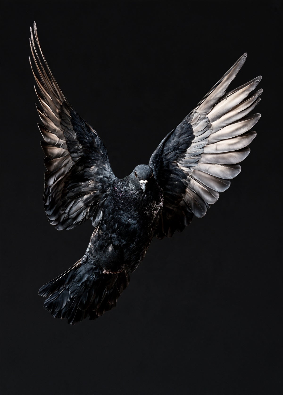 Black Flying Pigeon — high-gloss aluminium bird art print by Bird Folk — product image 5