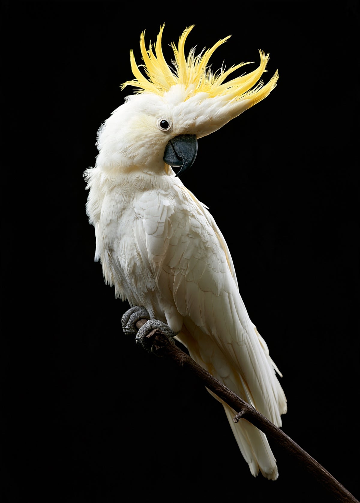 Sulphur-crested Cockatoo — high-gloss aluminium bird art print by Bird Folk — product image 4