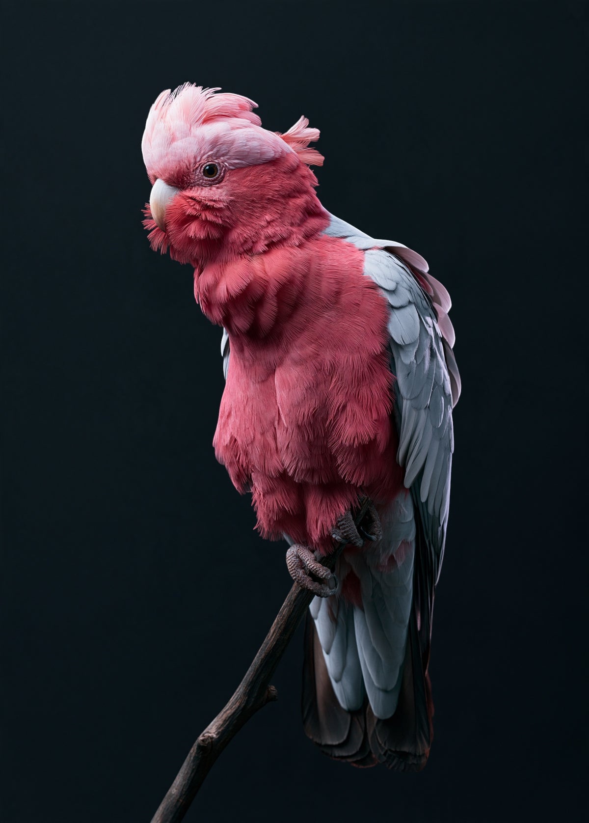 Galah Cockatoo — high-gloss aluminium bird art print by Bird Folk — product image 5