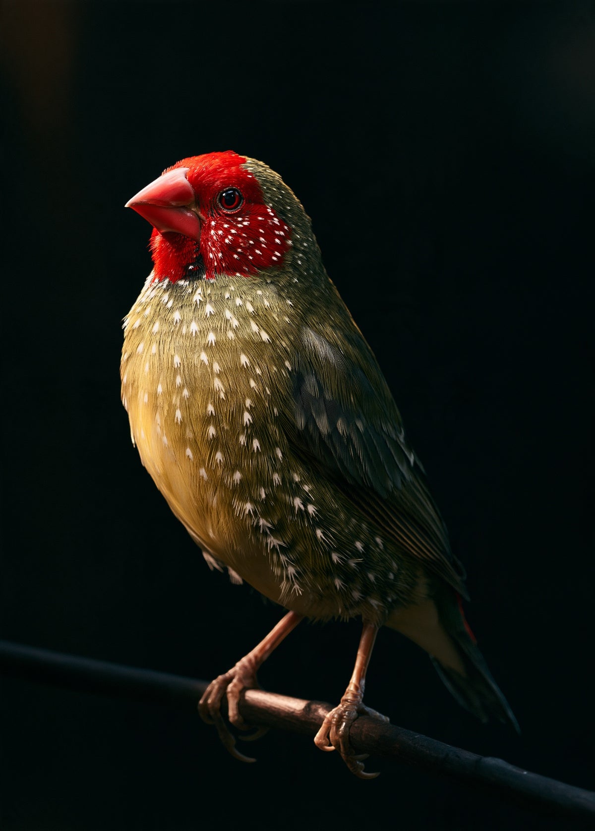Star Finch — high-gloss aluminium bird art print by Bird Folk — product image 6