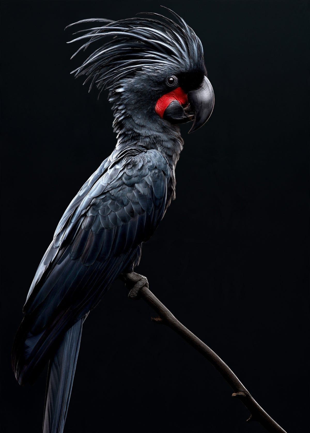 Black Palm Cockatoo — high-gloss aluminium bird art print by Bird Folk — product image 5