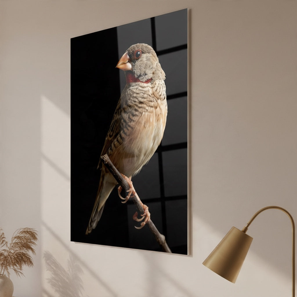 Cut-throat Finch — high-gloss aluminium bird art print by Bird Folk
