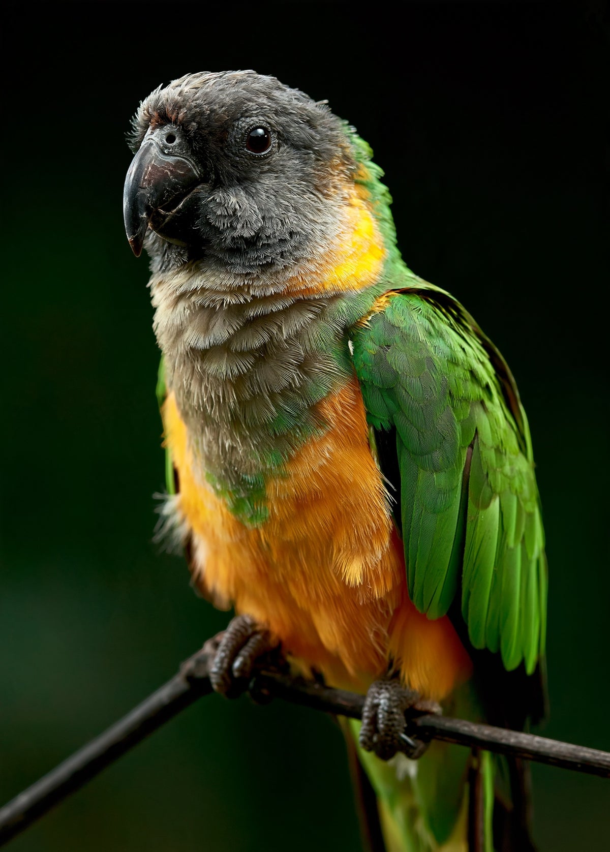 Senegal Parrot — high-gloss aluminium bird art print by Bird Folk — product image 5