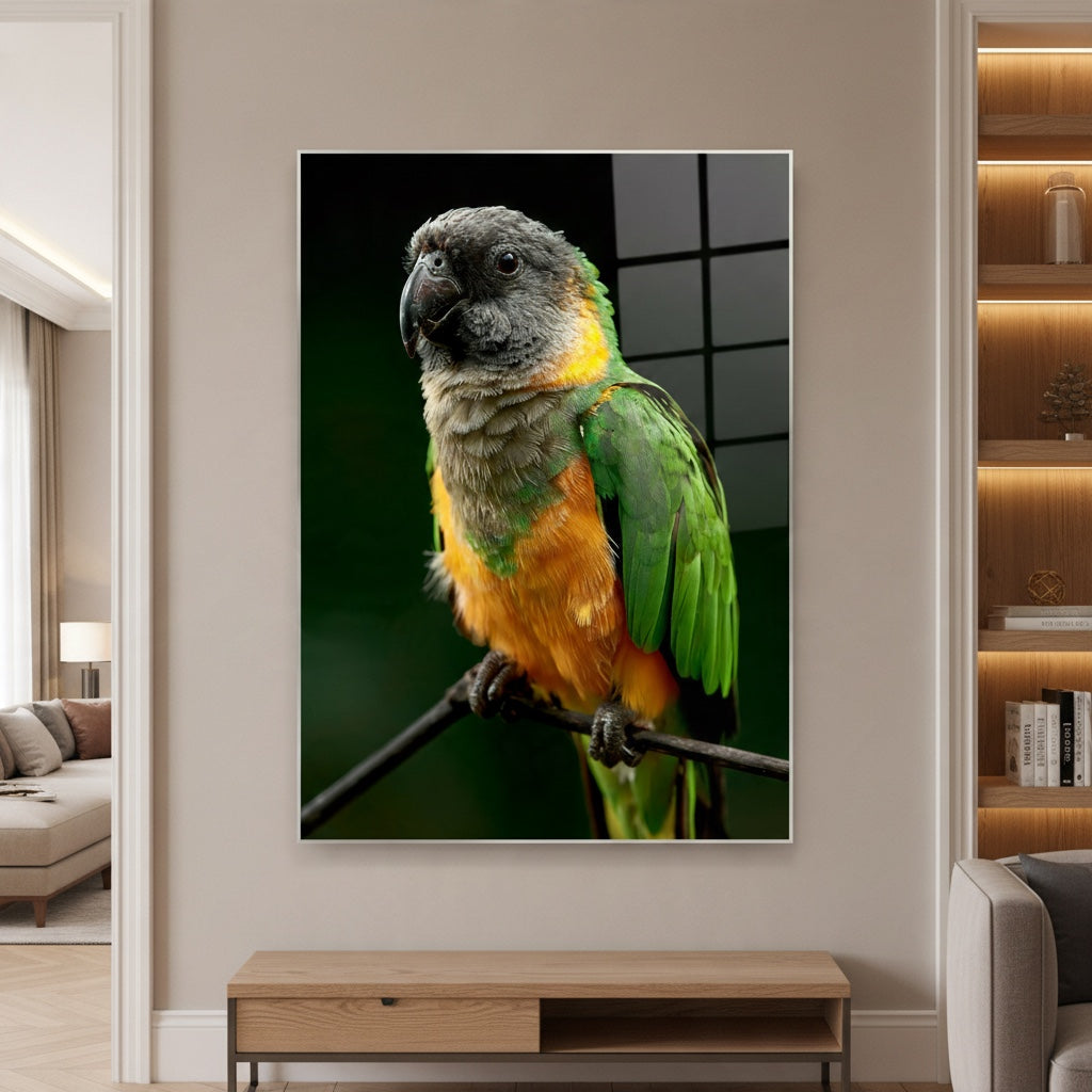 Senegal Parrot — high-gloss aluminium bird art print by Bird Folk — product image 4