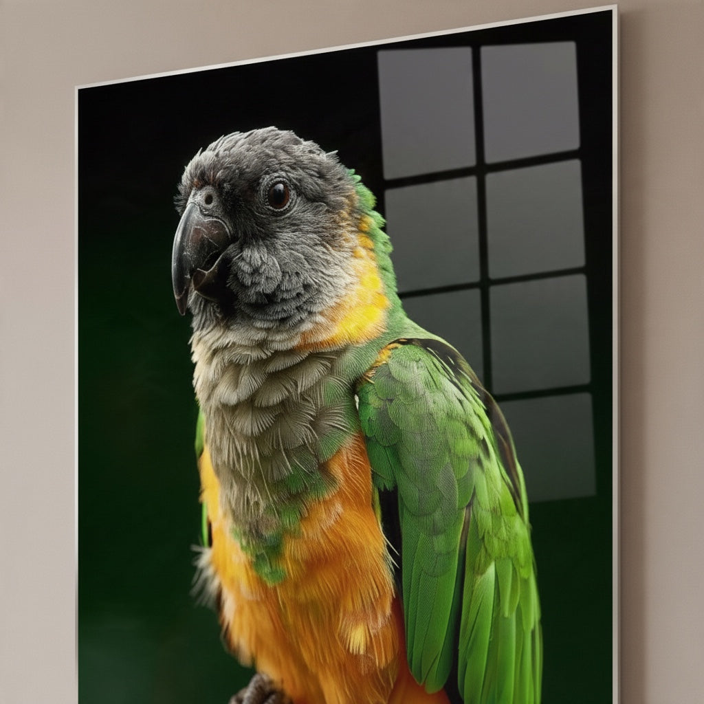 Senegal Parrot — high-gloss aluminium bird art print by Bird Folk — product image 3